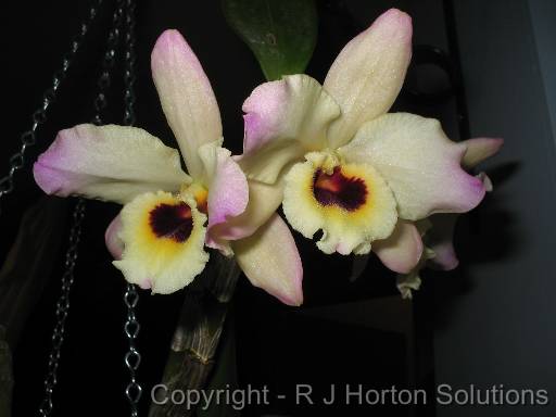Orchid Dendrobium 